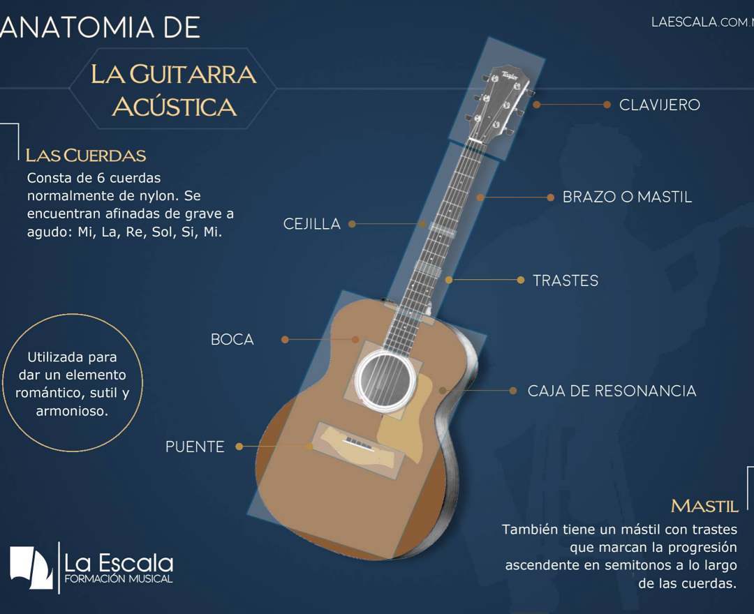 Anatomia de la guitarra acústica 